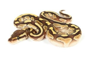 Python regius, butter