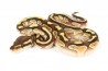 Python regius, butter