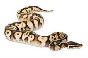 Python regius, calico pastel