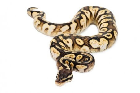 Python regius, calico pastel