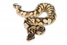 Python regius, calico pastel