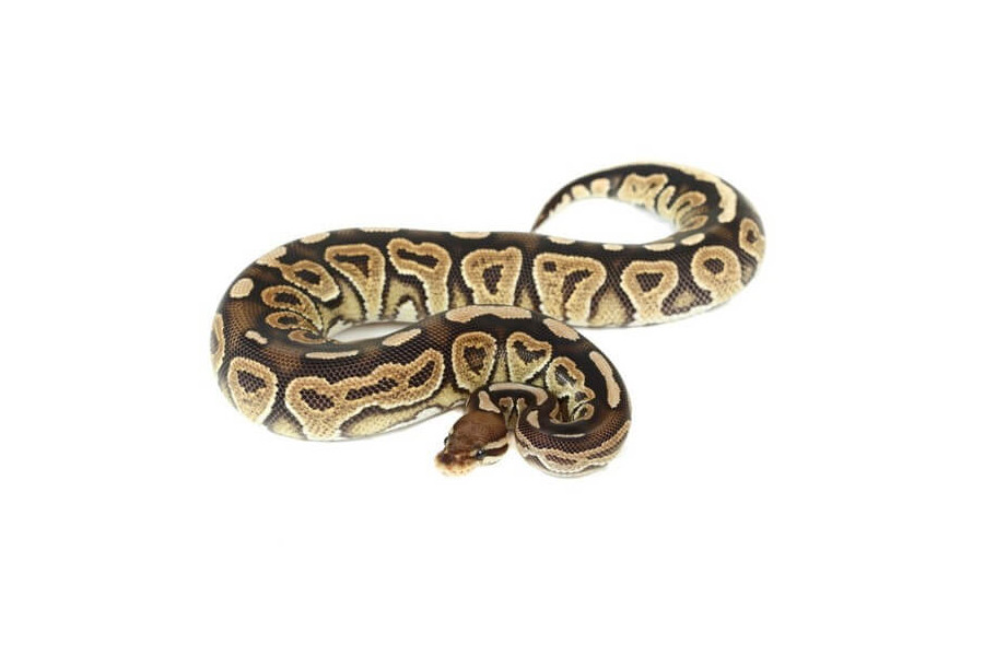 Python regius cinnamon vanilla, mâle