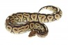 Python regius cinnamon vanilla, mâle