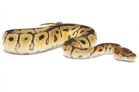 Python regius, clown