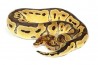 Python regius, clown