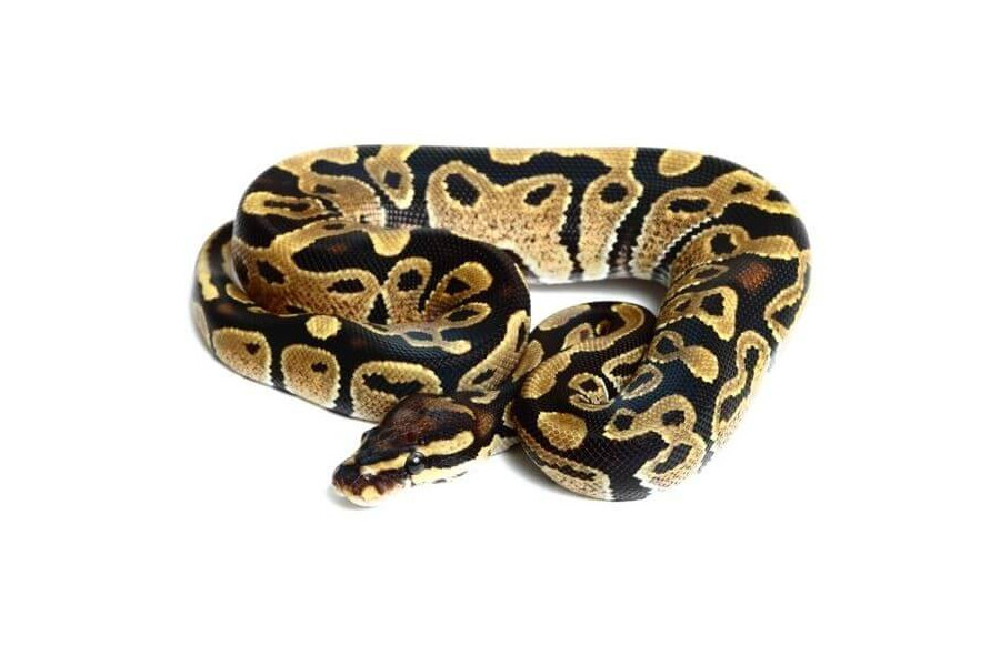 Python regius, fire