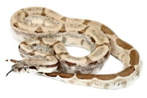 Boa c. imperator, Colombie, ghost