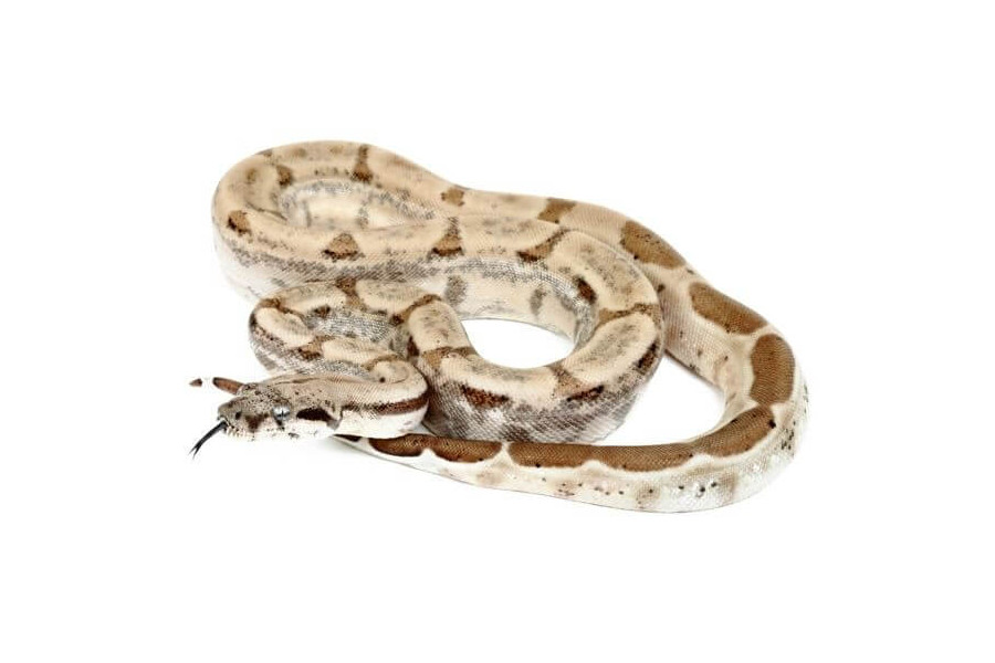 Boa c. imperator, Colombie, ghost Boa c. imperator, Colombie, ghost
