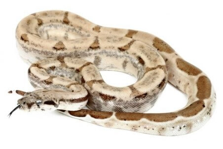 Boa c. imperator, Colombie, ghost