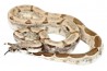 Boa c. imperator, Colombie, ghost