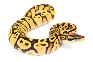 Python regius, firefly