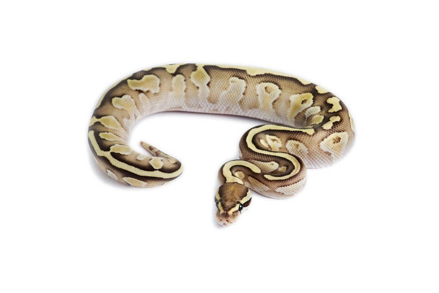 Python regius, lesser fire, femelle
