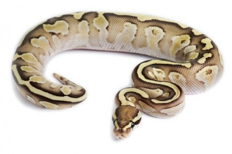 Python regius, lesser fire, femelle