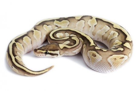 Python regius, lesser fire, femelle