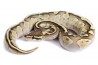Python regius, lesser fire, femelle
