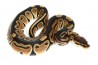 Python regius, het. clown