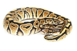 Python regius, het. desert ghost