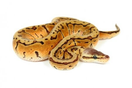Python regius, lemon blast