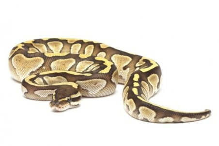 Python regius, lesser