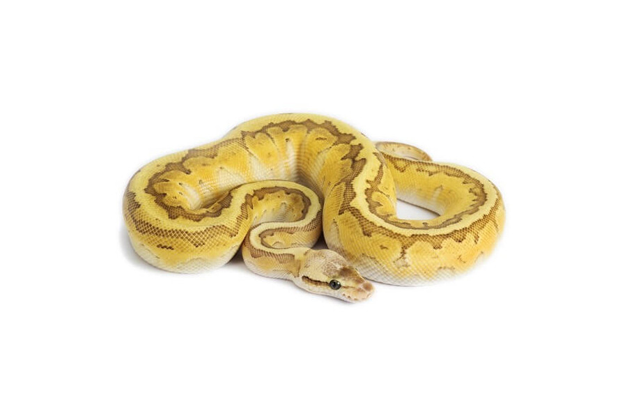 Python regius, kingpin pastel, mâle