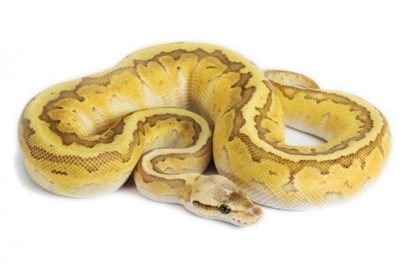 Python regius, kingpin pastel, mâle