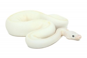 Python regius, leucistique het. ghost