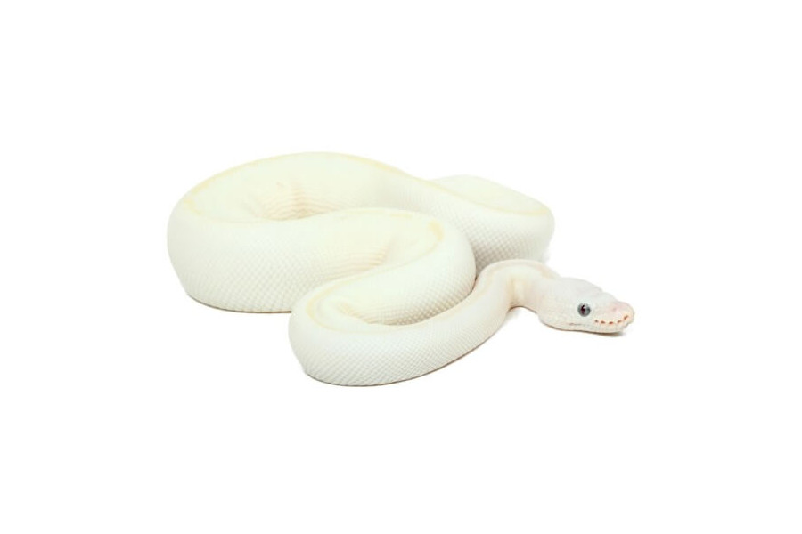 Python regius, leucistique het. ghost Python regius, leucistique het. ghost