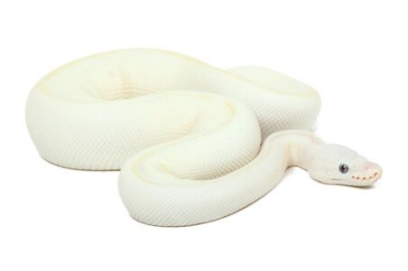 Python regius, leucistique het. ghost