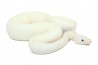 Python regius, leucistique het. ghost