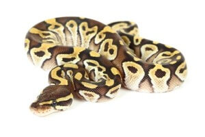 Python regius, mojave