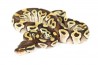 Python regius, mojave
