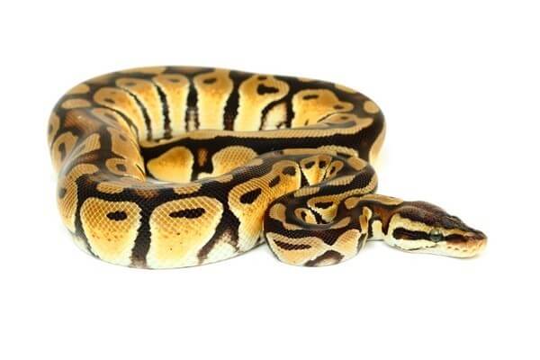 Python regius, pastel Python regius, pastel