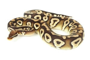Python regius, pastave