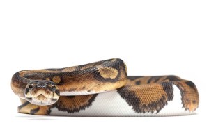 Python regius, piebald, adulte