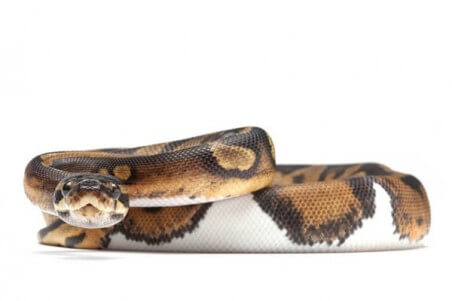 Python regius, piebald, adulte