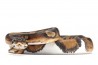 Python regius, piebald, adulte