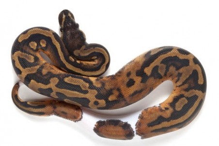 Python regius, piebald, adulte