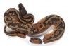 Python regius, piebald, adulte
