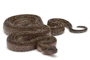 Boa c. imperator, leopard