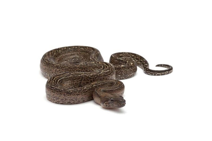 Boa c. imperator, leopard Boa c. imperator, leopard