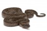 Boa c. imperator, leopard