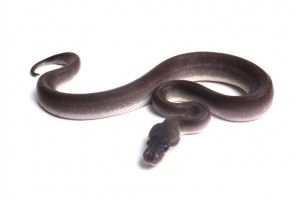 Python regius, super cinnamon, femelle