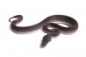 Python regius, super cinnamon, femelle