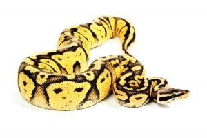 Python regius, super pastel