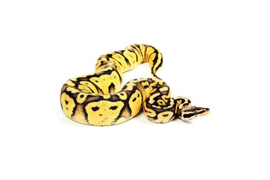 Python regius, super pastel