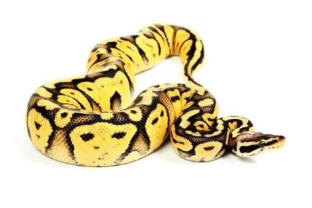 Python regius, super pastel