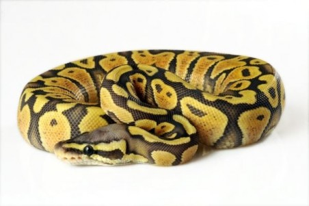 Python regius, super pastel, adulte