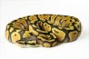 Python regius, super pastel, adulte