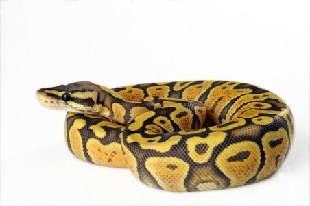 Python regius, super pastel, adulte