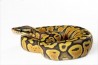 Python regius, super pastel, adulte